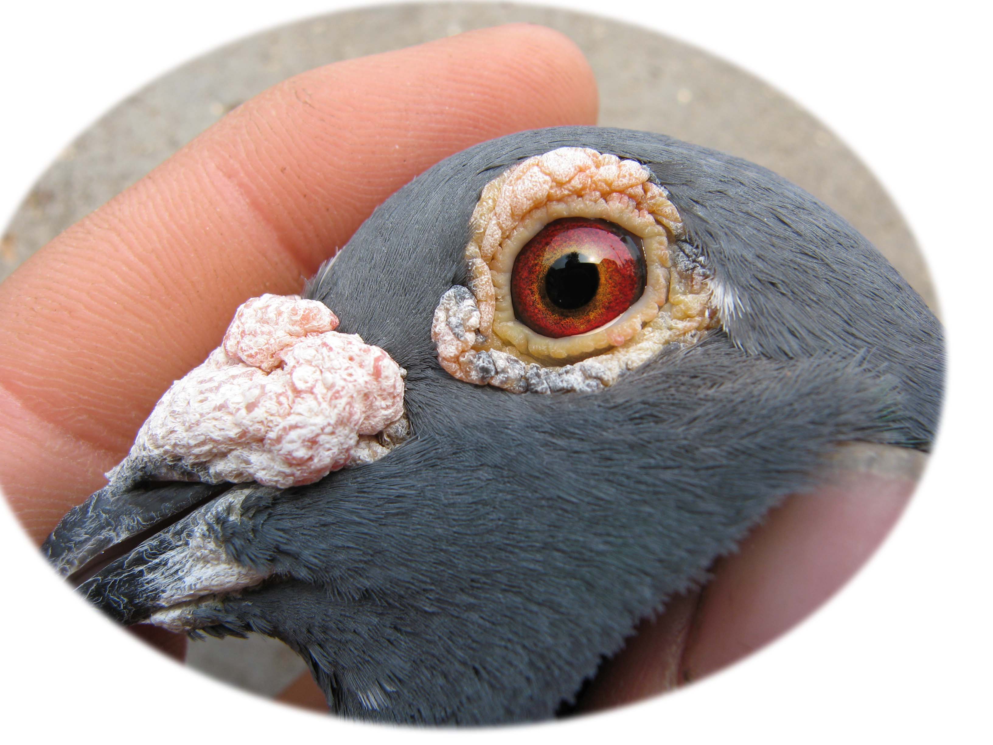 >> 查看拍卖商品