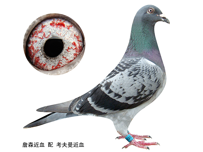 信鸽拍卖首页 拍卖专题 >> 查看拍卖商品 当前出价: 500          元