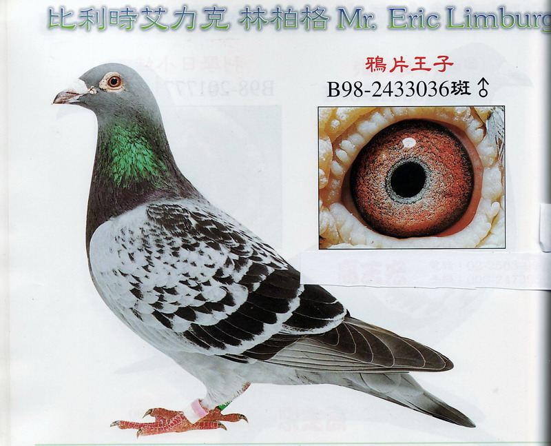 信鸽拍卖首页 拍卖专题 >> 查看拍卖商品