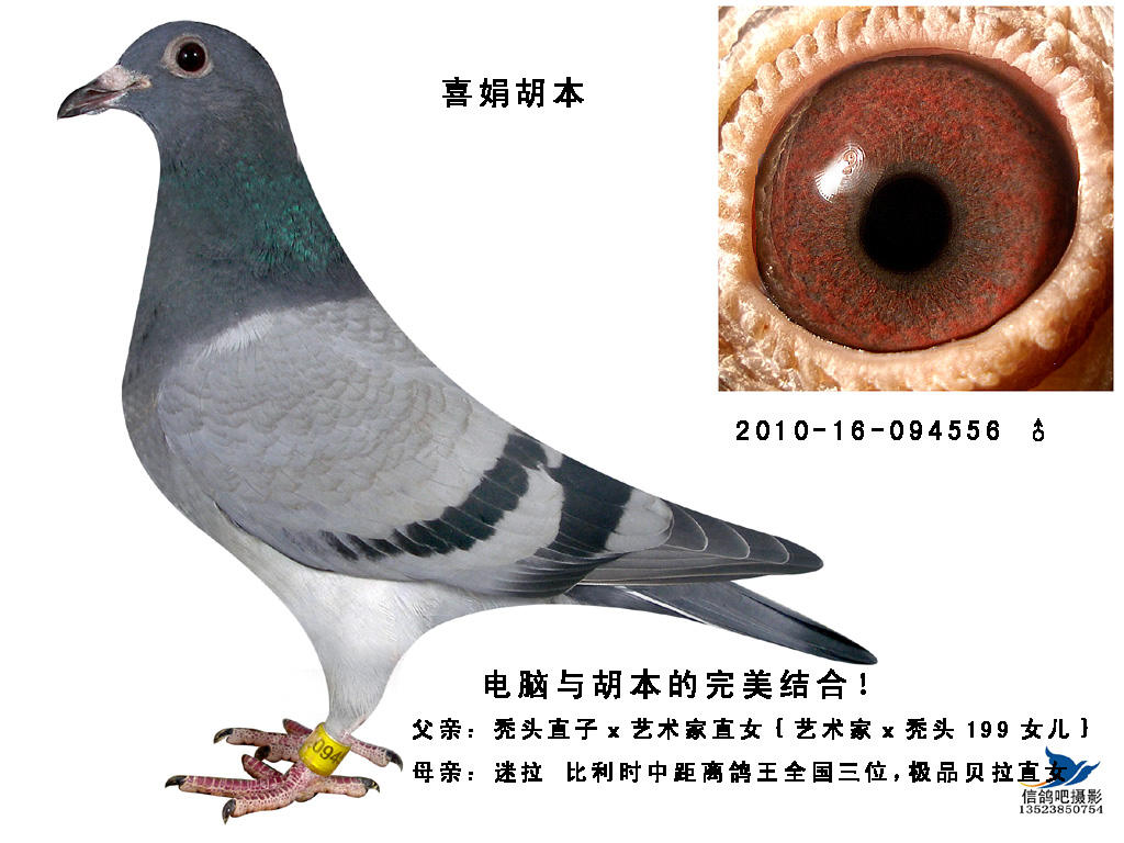 喜娟胡本系鸽业 - 中信网铭鸽展厅 www.ag188.com