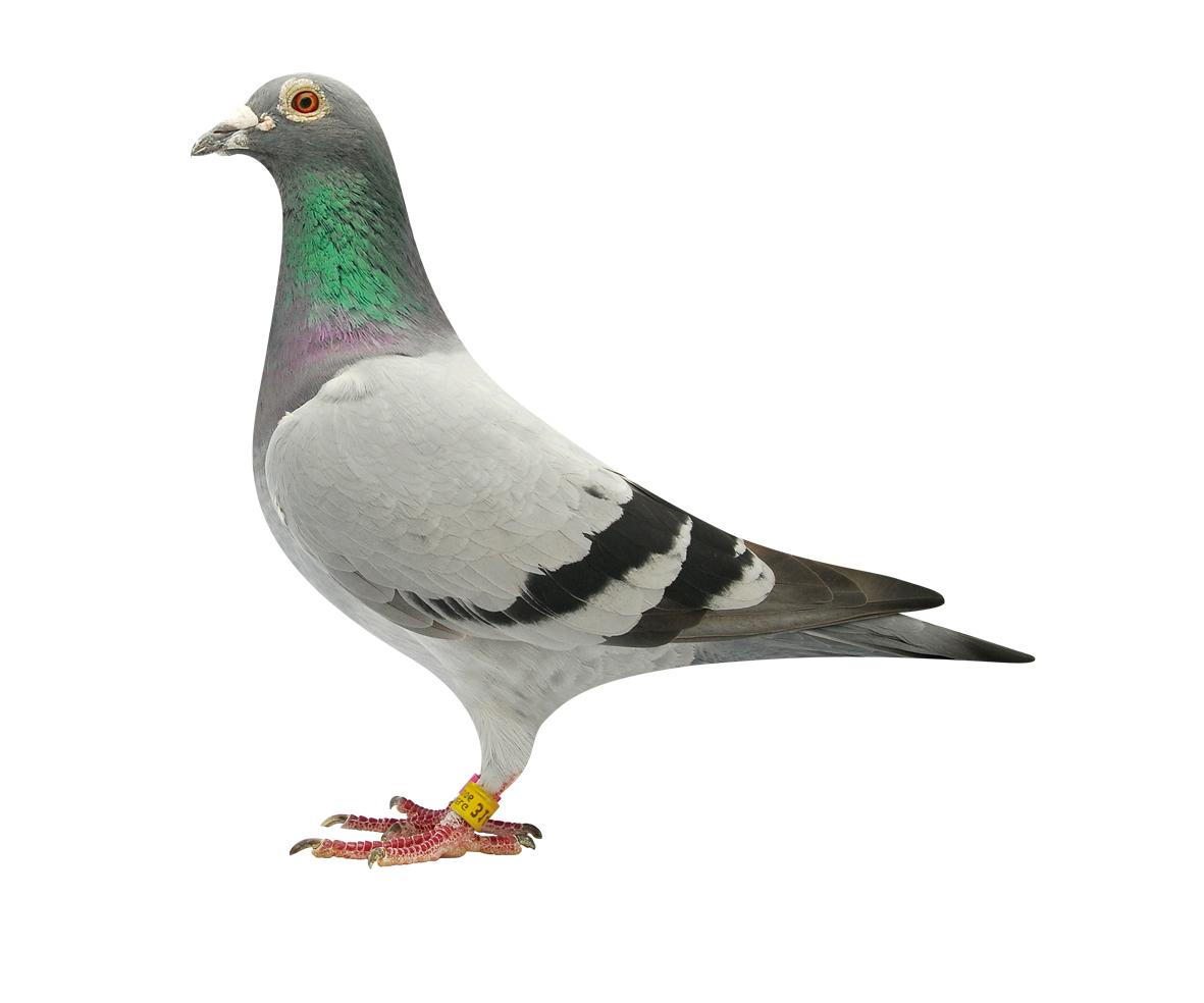 信鸽在线拍卖平台 - 中国信鸽信息网