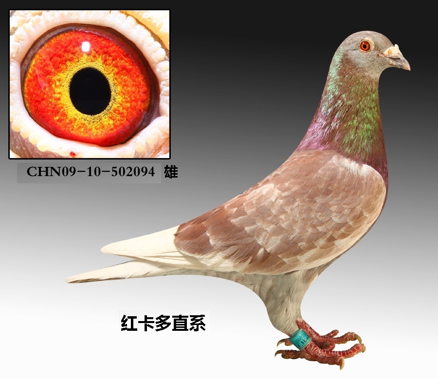 >> 查看拍卖商品