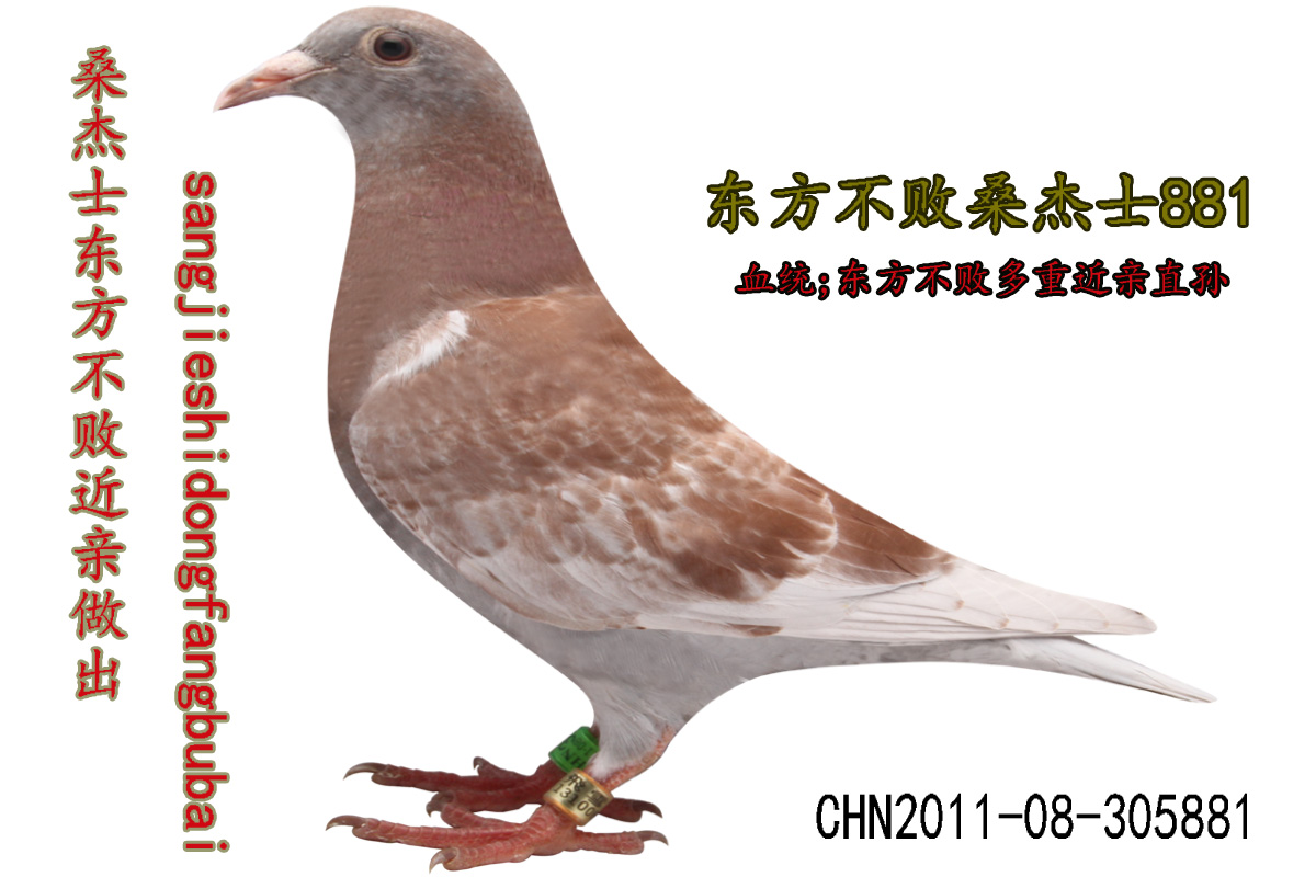 桑杰士东方不败多重近亲做出 保证金级 拍卖