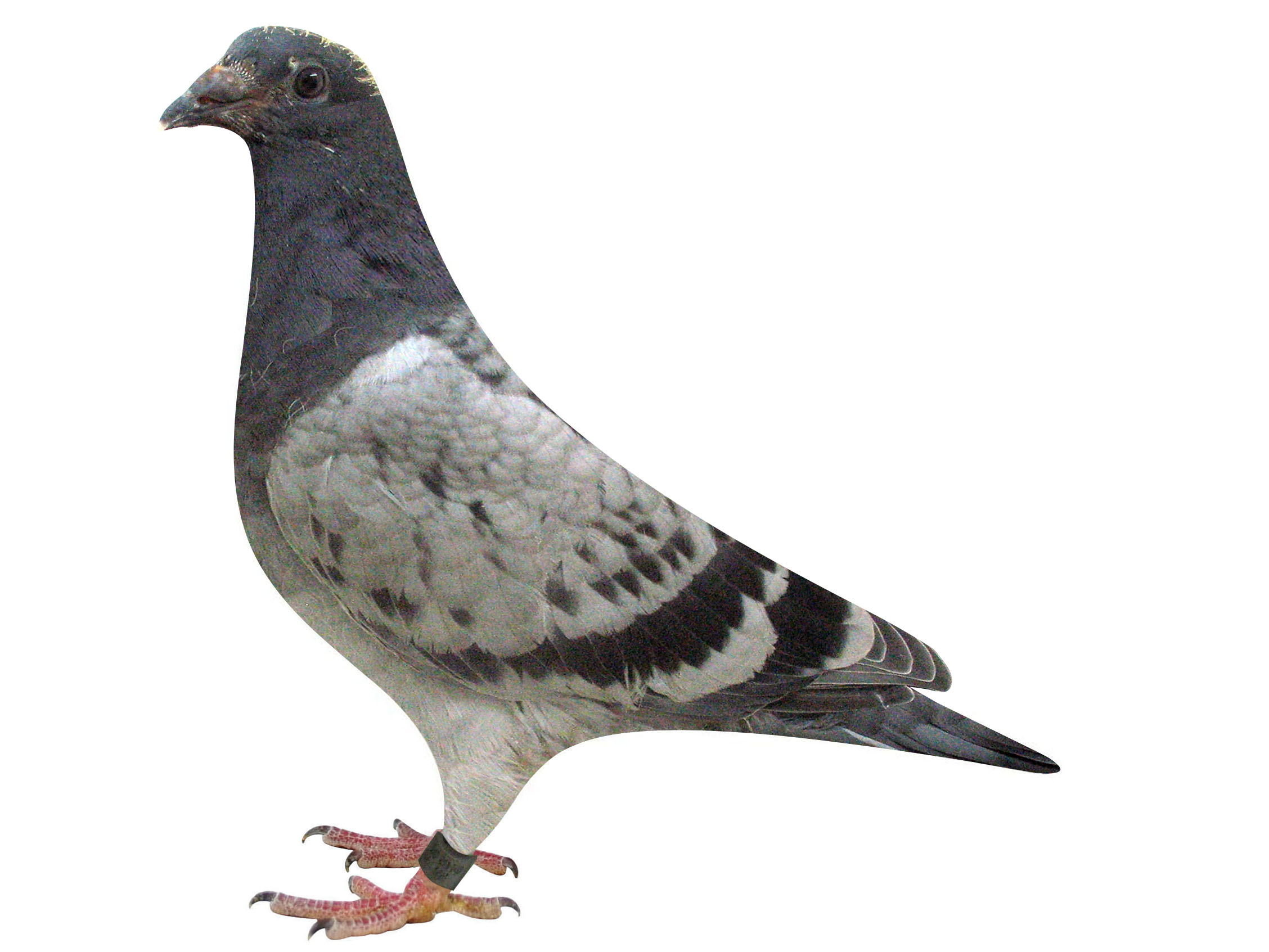 >> 查看拍卖商品