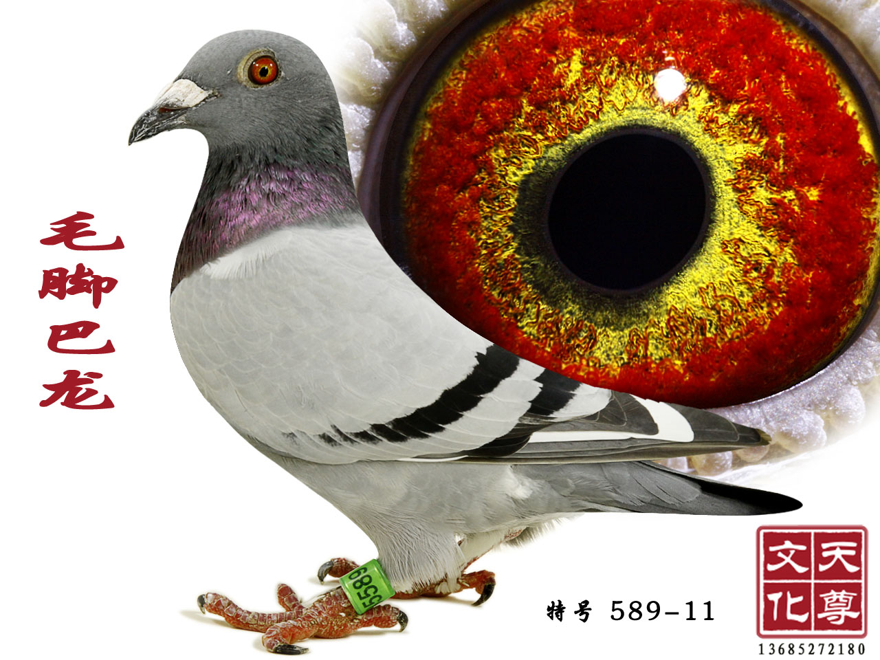 信鸽拍卖首页 拍卖专题 >> 查看拍卖商品 当前出价: 2200          元