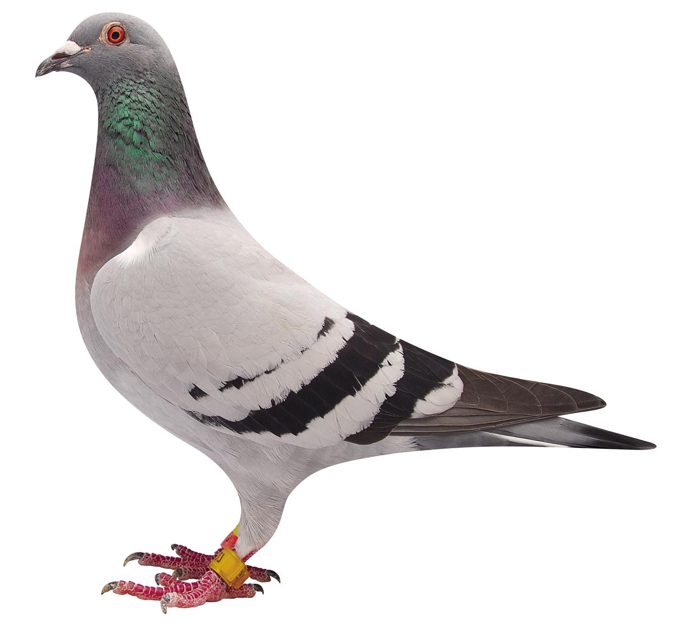 >> 查看拍卖商品