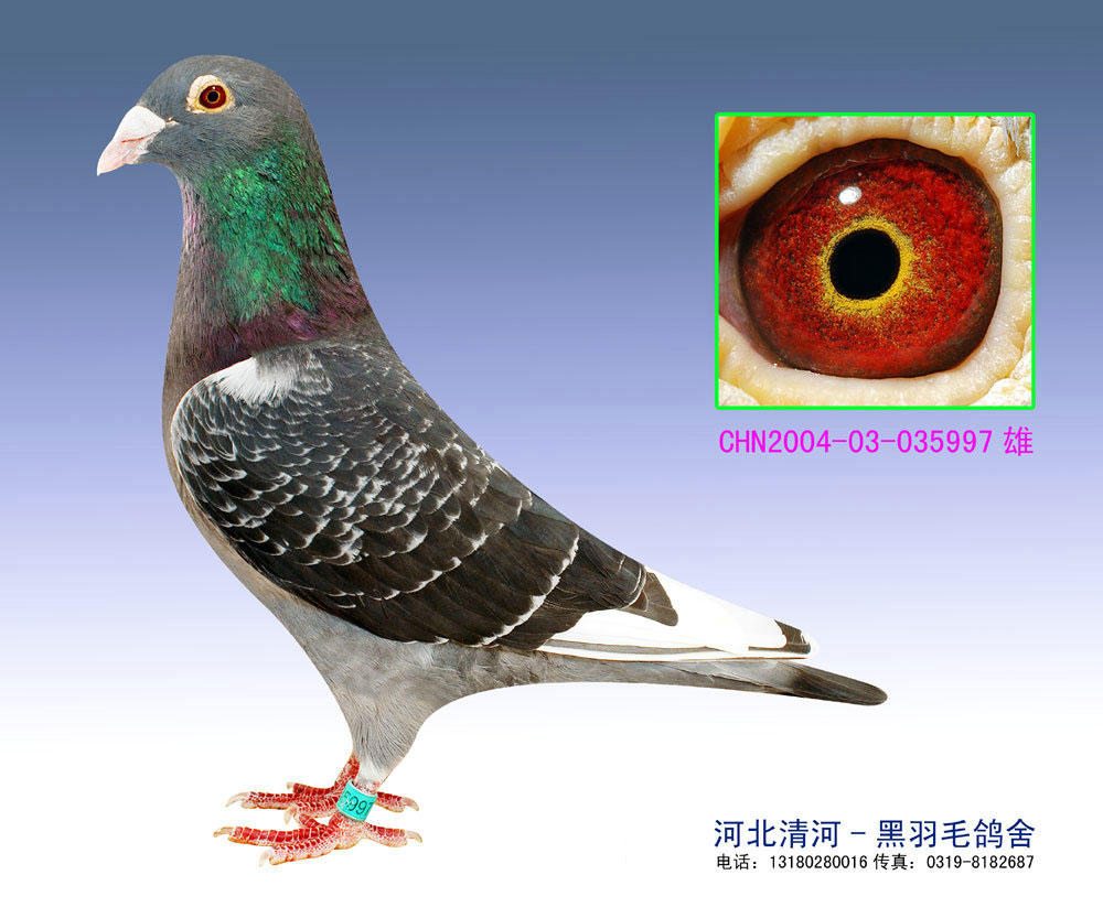 >> 查看拍卖商品