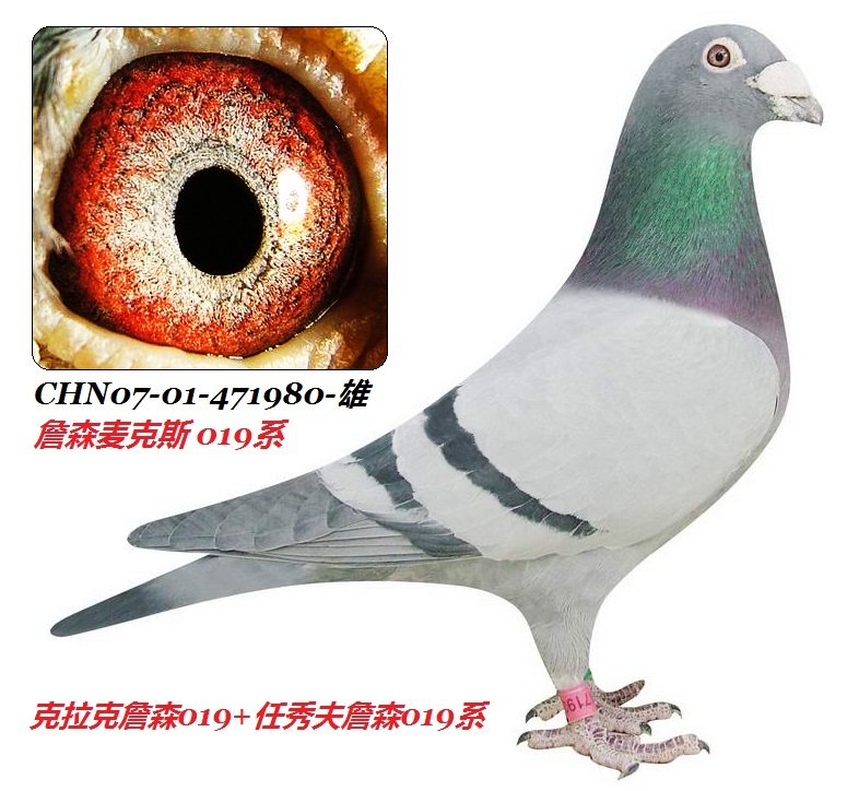 信鸽在线拍卖平台 - 中国信鸽信息网