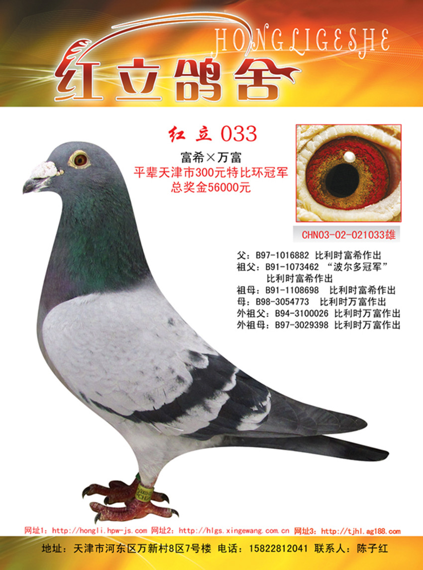 信鸽在线拍卖平台 - 中国信鸽信息网