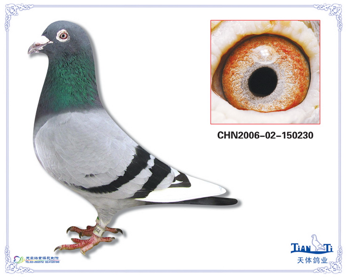 商家名称: 天体鸽业                 (查看信用度) 商家所在地: 天津