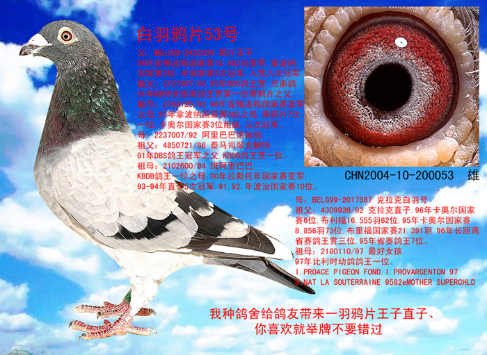 信鸽在线拍卖平台 - 中国信鸽信息网