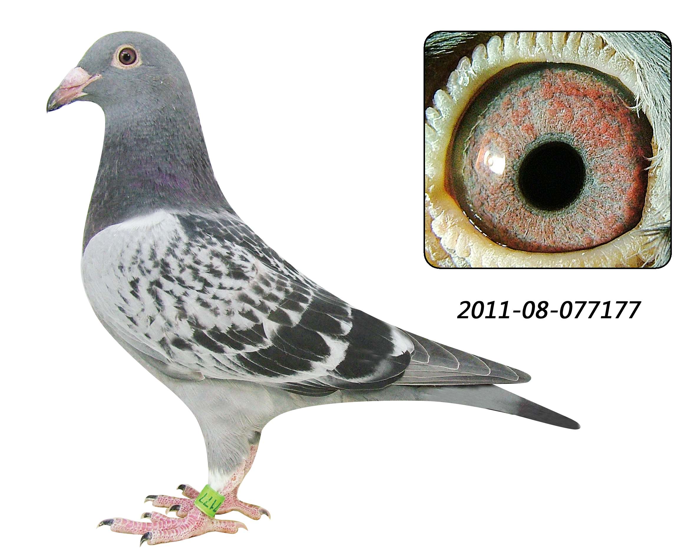 胡本年轻艺术家回血 保证金级 拍卖