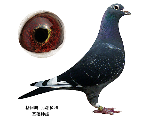 杨阿腾2011幼鸽 保证金级 拍卖