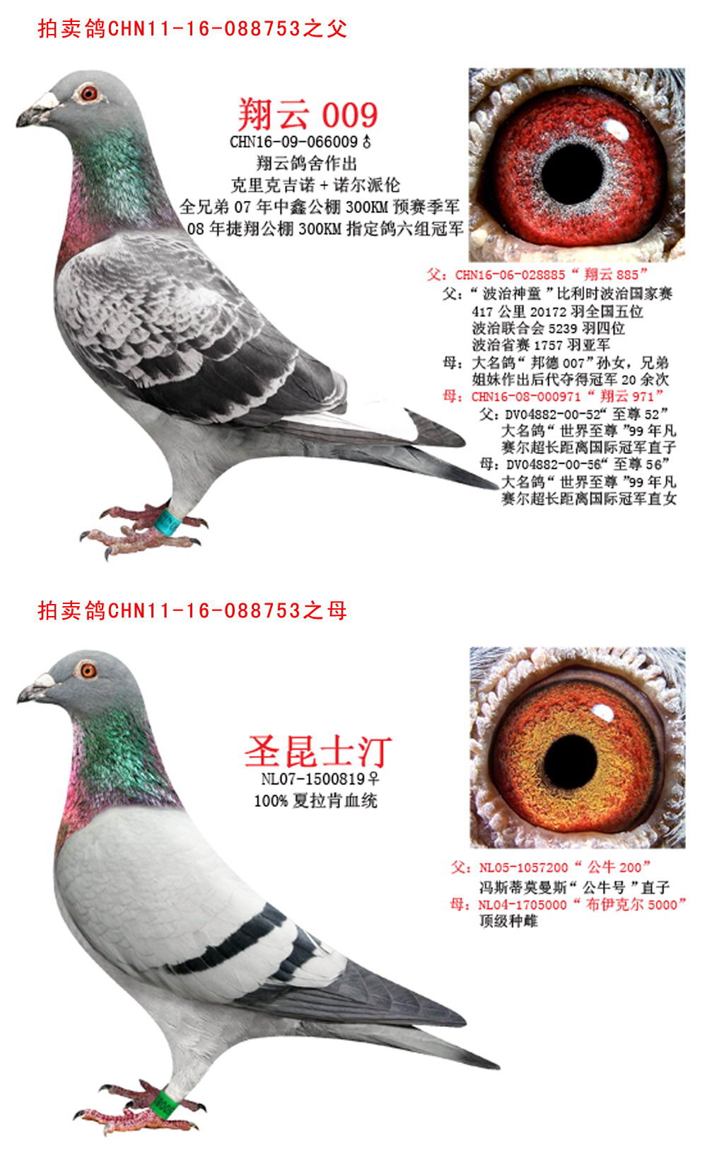 信鴿在線拍賣平臺 - 中國信鴿信息網