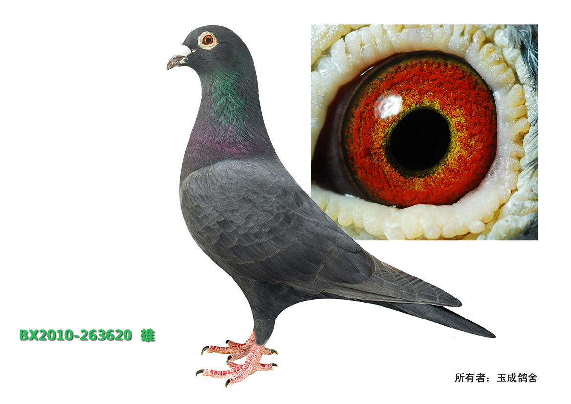 信鸽在线拍卖平台 - 中国信鸽信息网