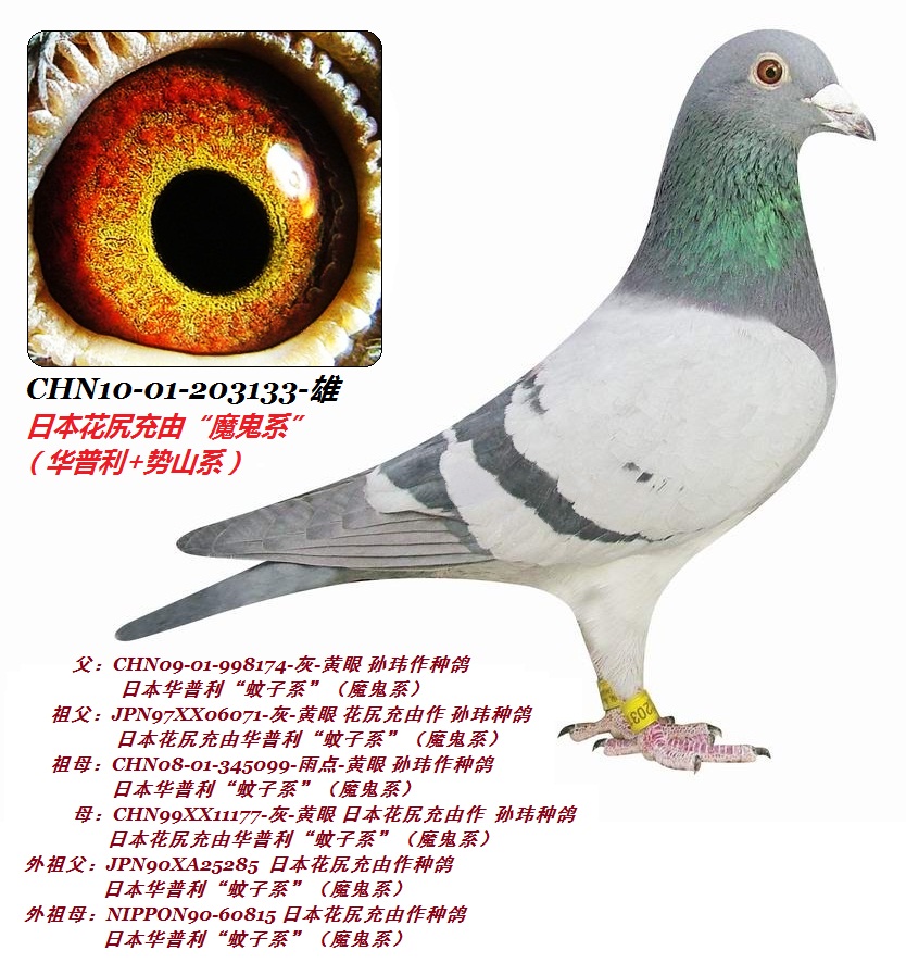 信鸽拍卖首页 拍卖专题 >> 查看拍卖商品   2】日本魔鬼系chn10-01