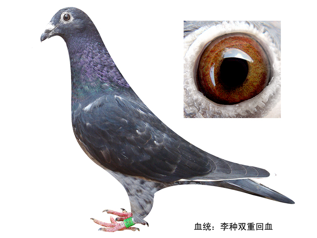 信鸽在线拍卖平台 - 中国信鸽信息网