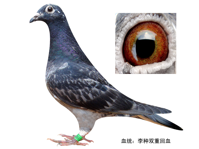 "民族骄傲"李种 双重回血 5号 保证金级 拍卖