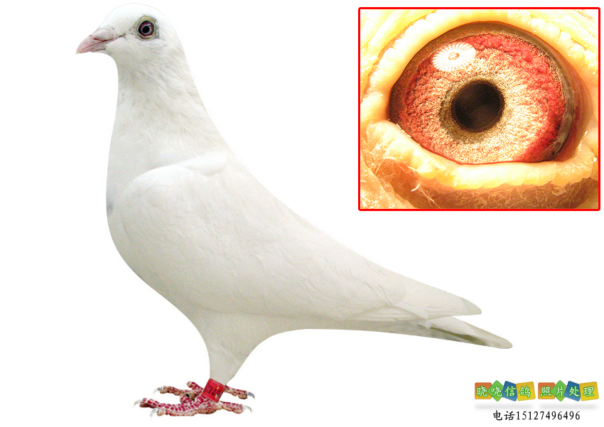 信鸽在线拍卖平台 - 中国信鸽信息网