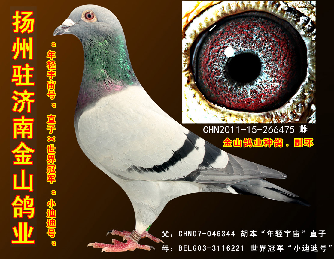 "年轻宇宙"直子x世界冠军"小迪迪号" 保证金级 拍卖