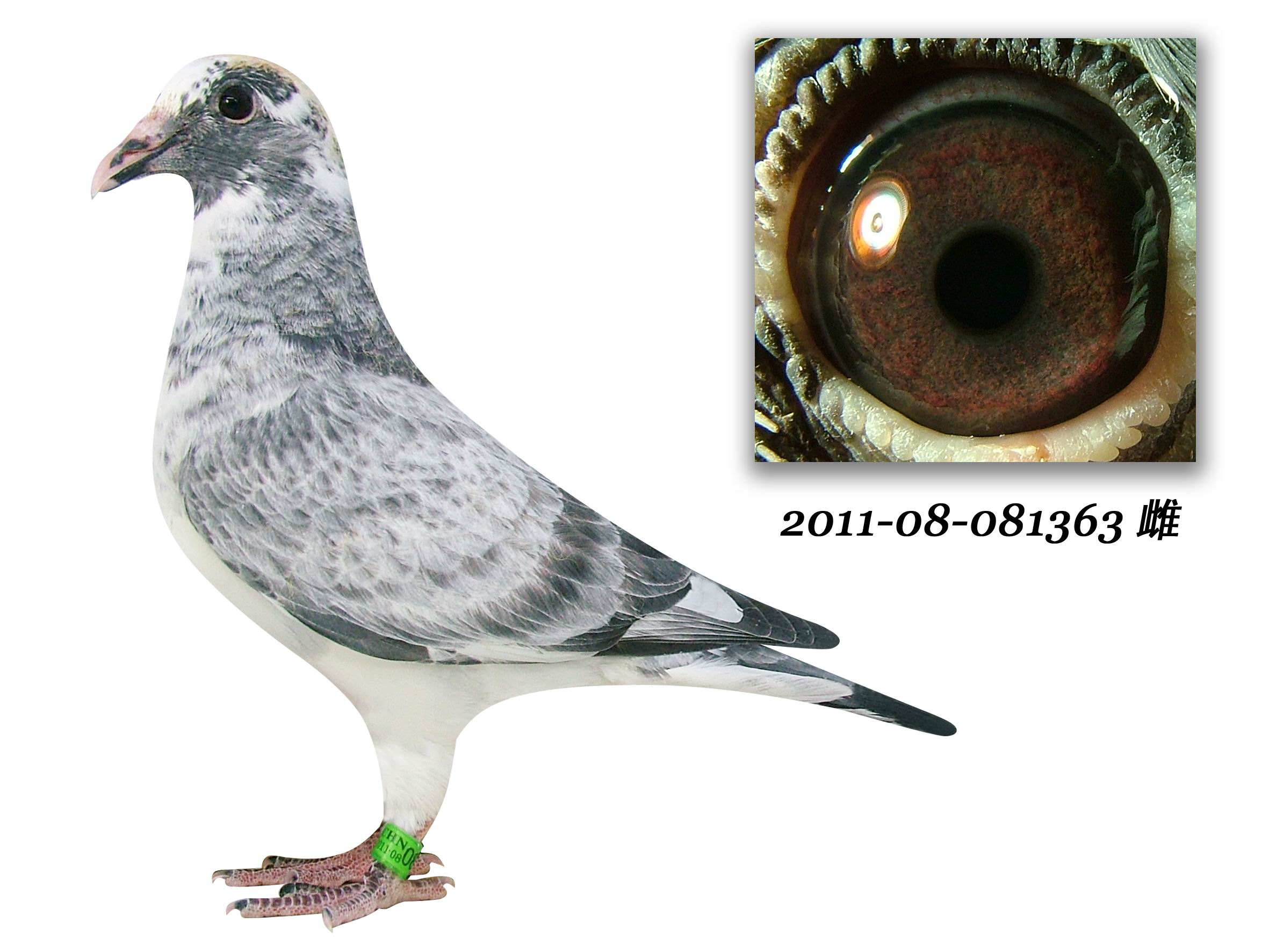 >> 查看拍卖商品