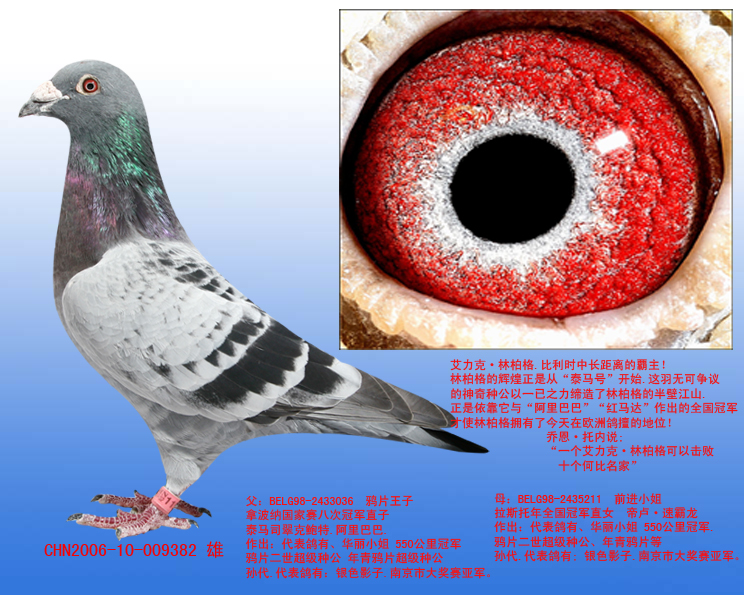 信鸽拍卖首页 拍卖专题 >> 查看拍卖商品 当前出价: 1800          元