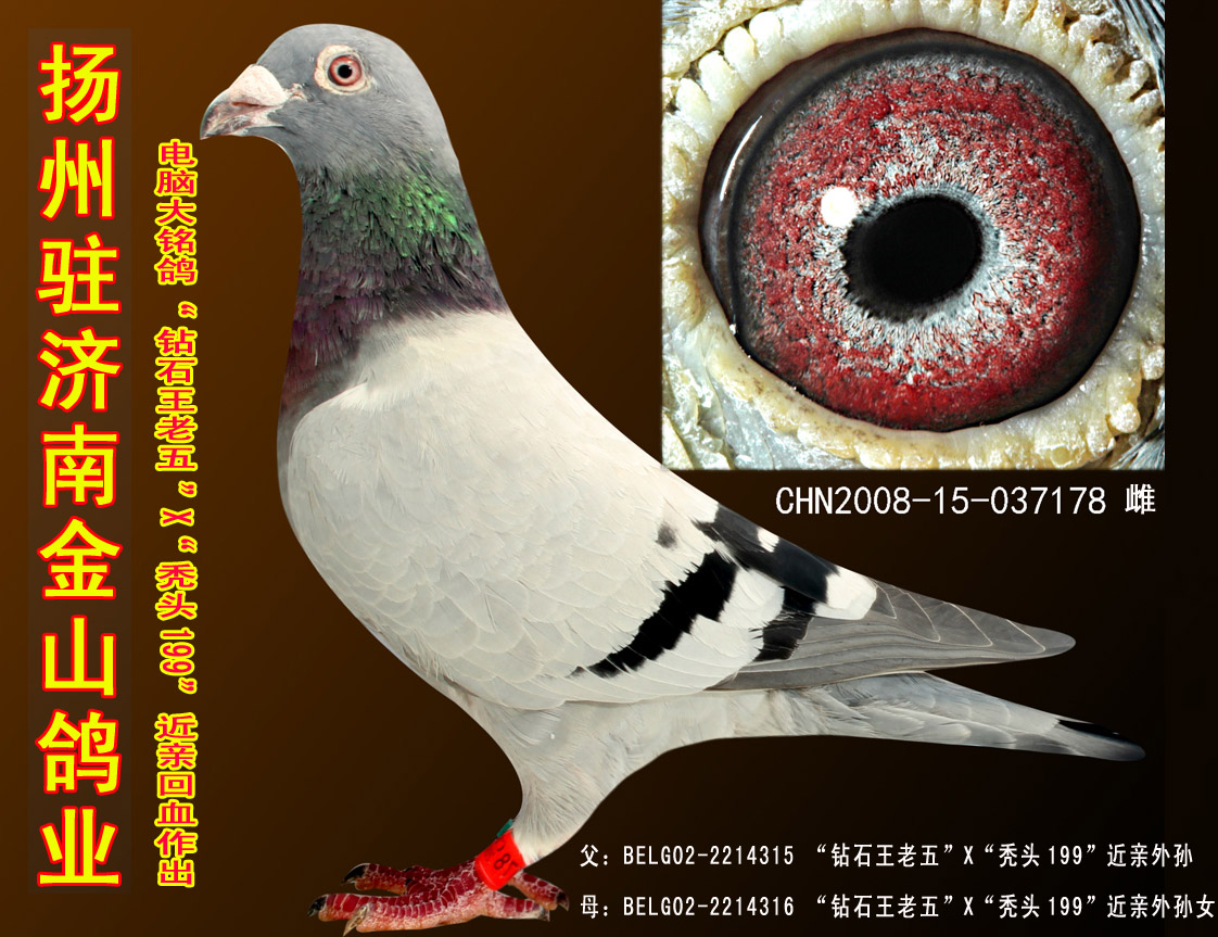 >> 查看拍卖商品