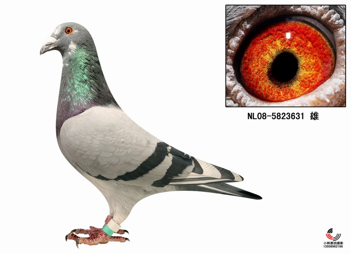 信鸽在线拍卖平台 - 中国信鸽信息网
