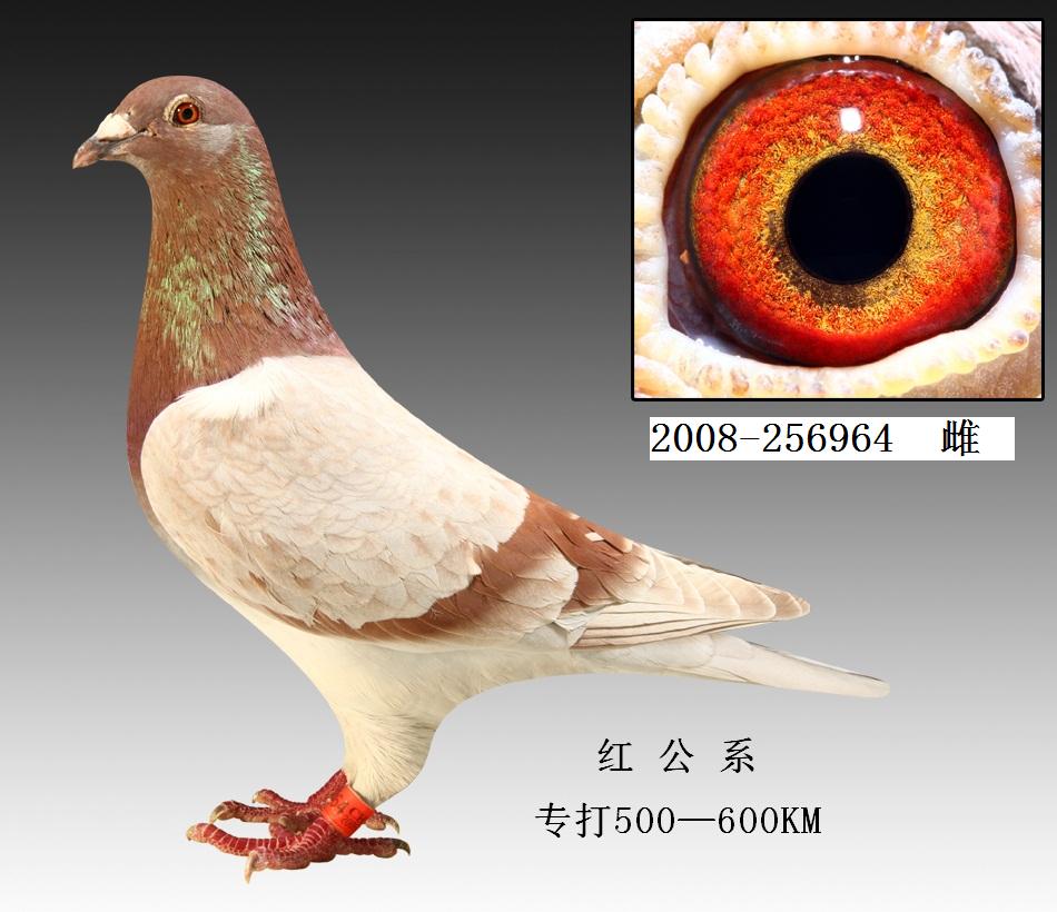 薛仲雅国际红公鸽系图片