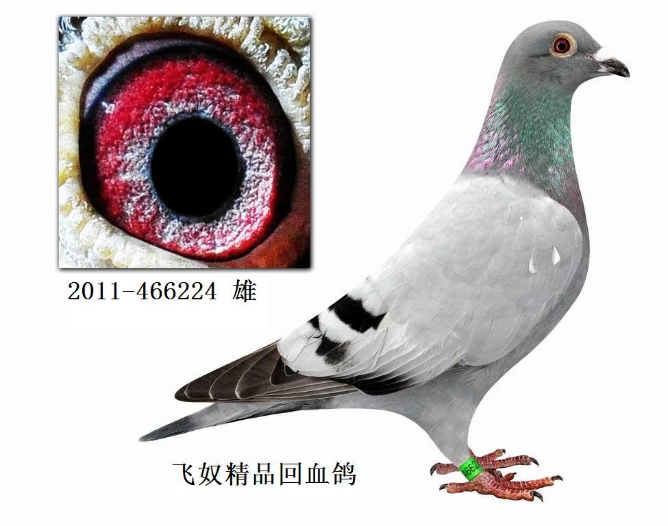 飞奴精品回血鸽466224 保证金级 拍卖