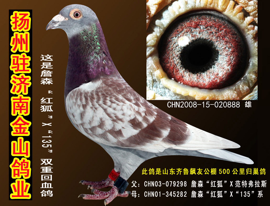 这是詹森"红狐"x"135"双重回血鸽 保证金级 拍卖