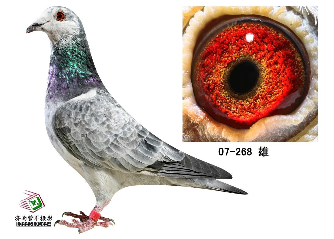 凡龙银影617羽亚军配826羽季军子代 保证金级 拍卖