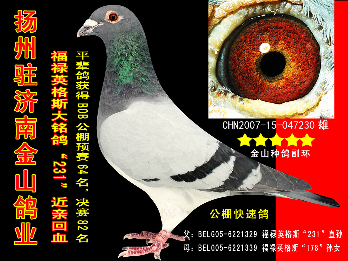 福禄英格斯大铭鸽"231"近亲回血 保证金级 拍卖