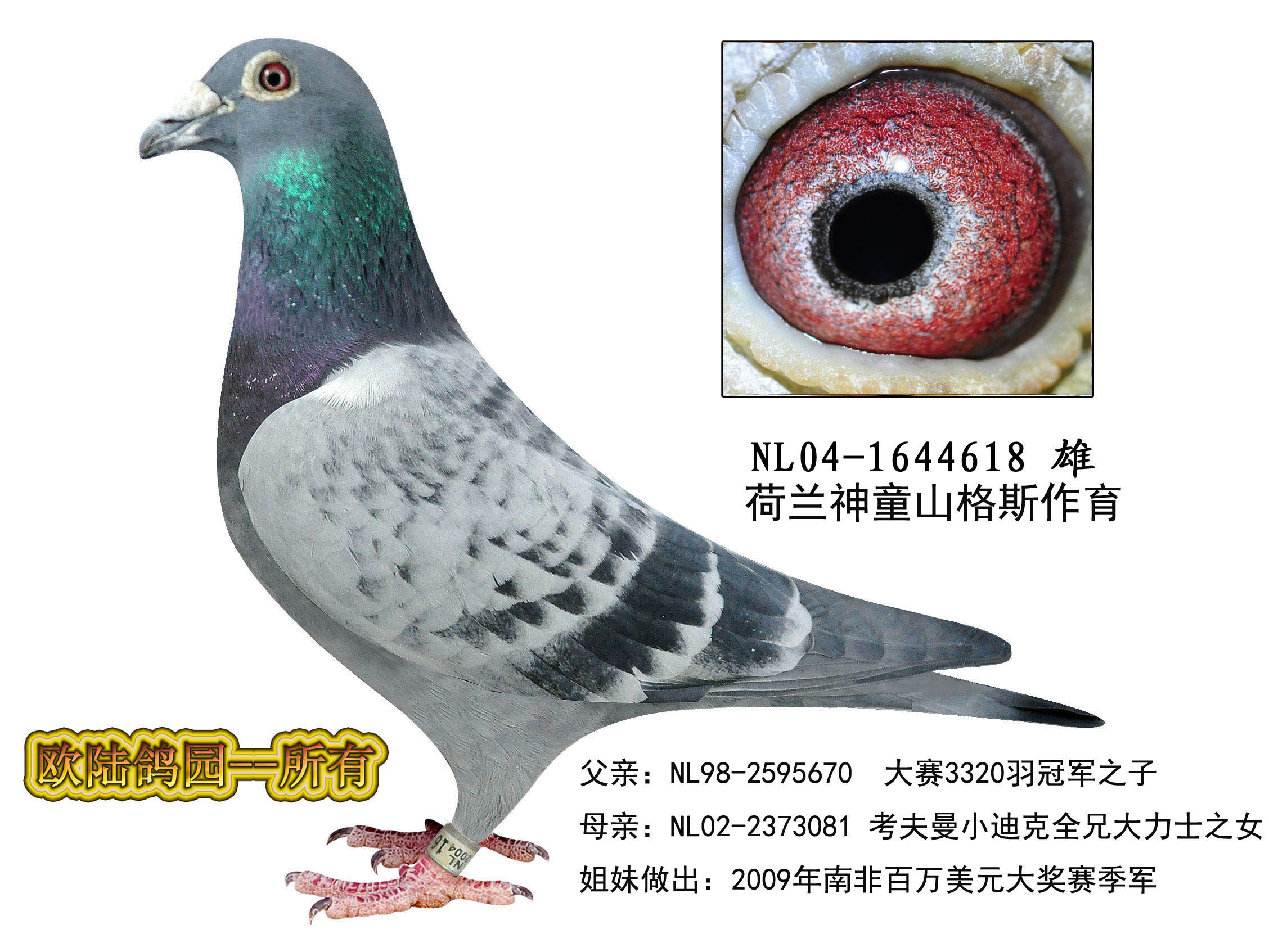 信鸽在线拍卖平台 - 中国信鸽信息网