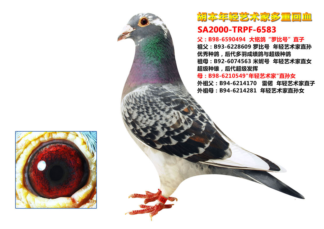 詹森*胡本 保证金级 拍卖