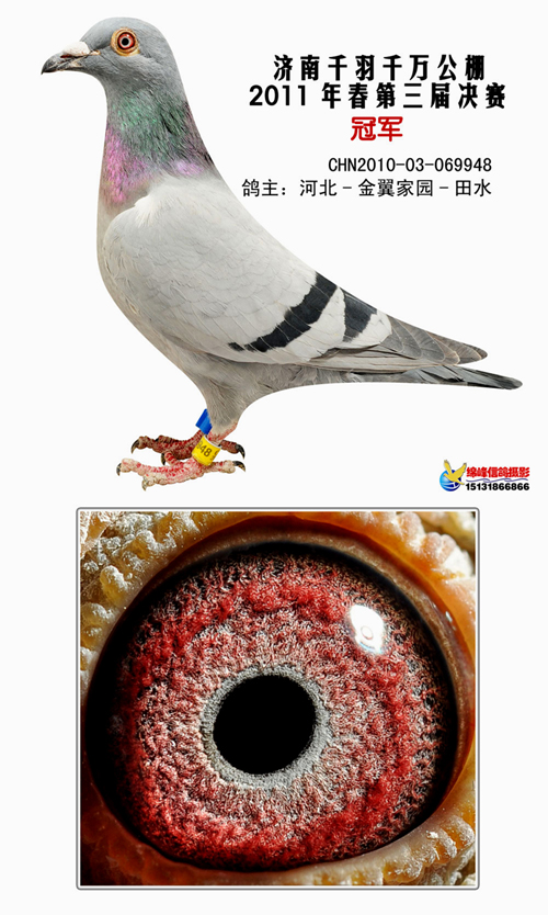 金翼家园在线拍鸽