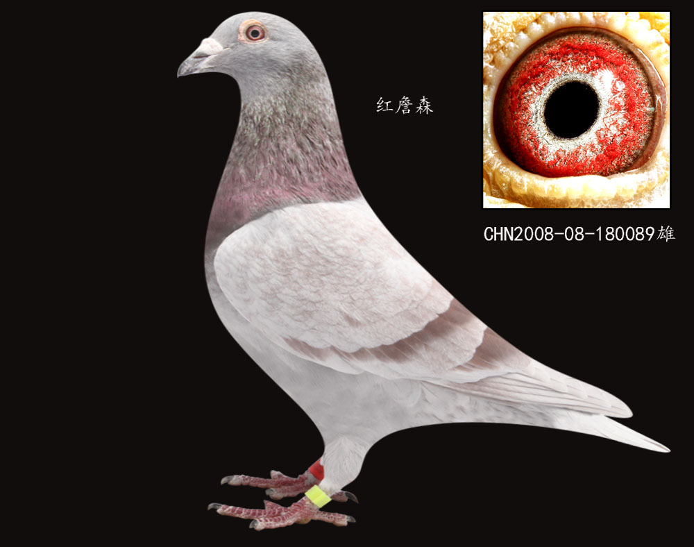 信鸽在线拍卖平台 - 中国信鸽信息网