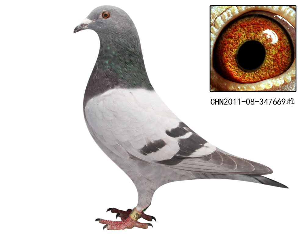 电脑戈马力020.199.008号多重近亲做出 保证金级 拍卖