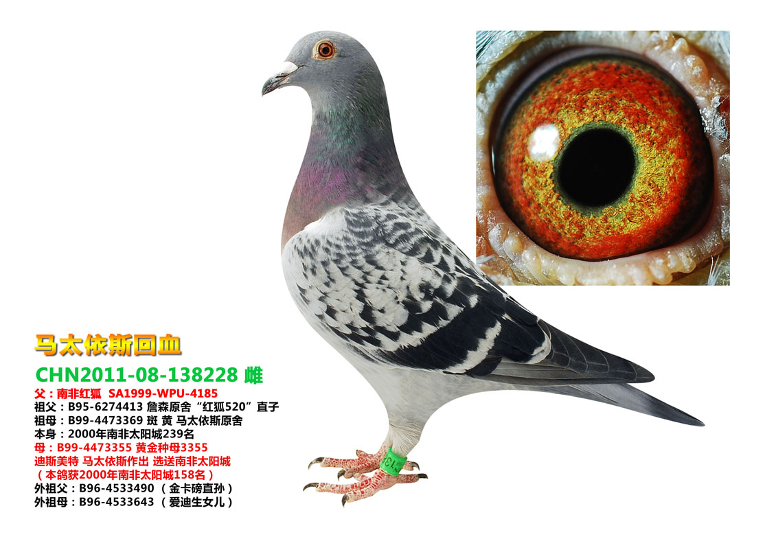 马太依斯回血 保证金级 拍卖