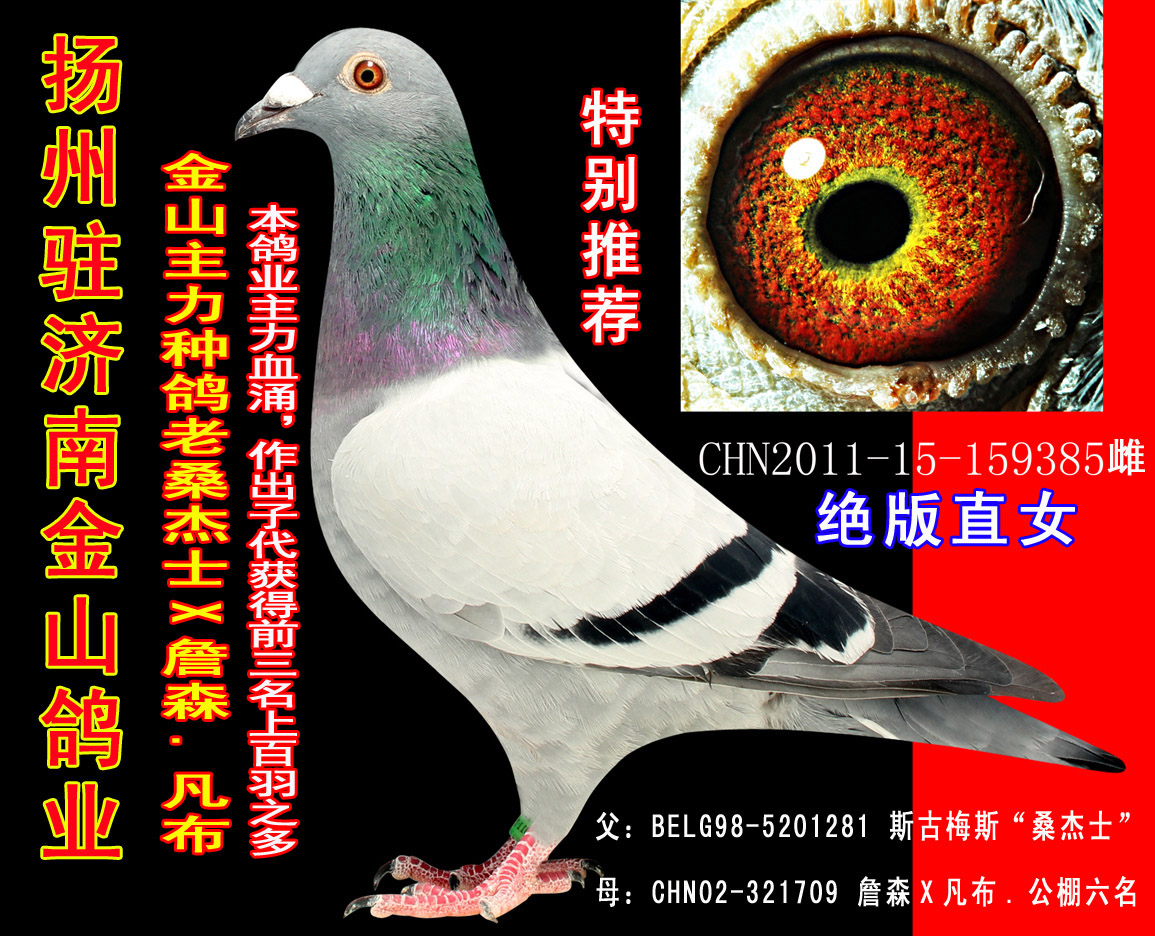 金山主力种鸽老桑杰士x詹森.凡布 保证金级 拍卖