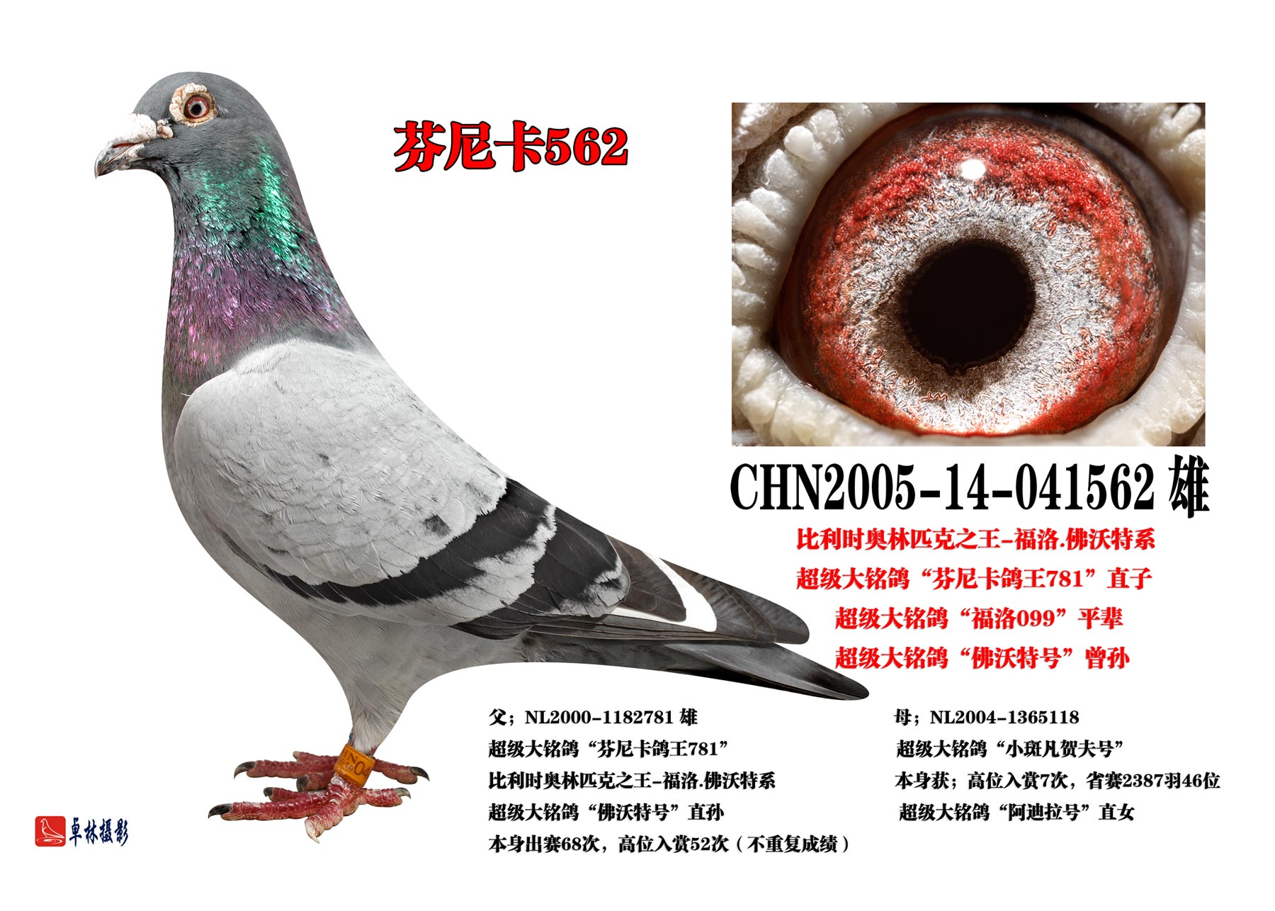 信鸽拍卖首页 拍卖专题 >> 查看拍卖商品 相关图片         商品信息