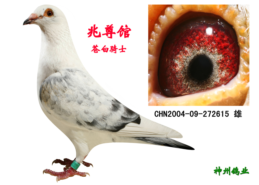 兆尊馆苍白*冠军凡龙银影 保证金级 拍卖