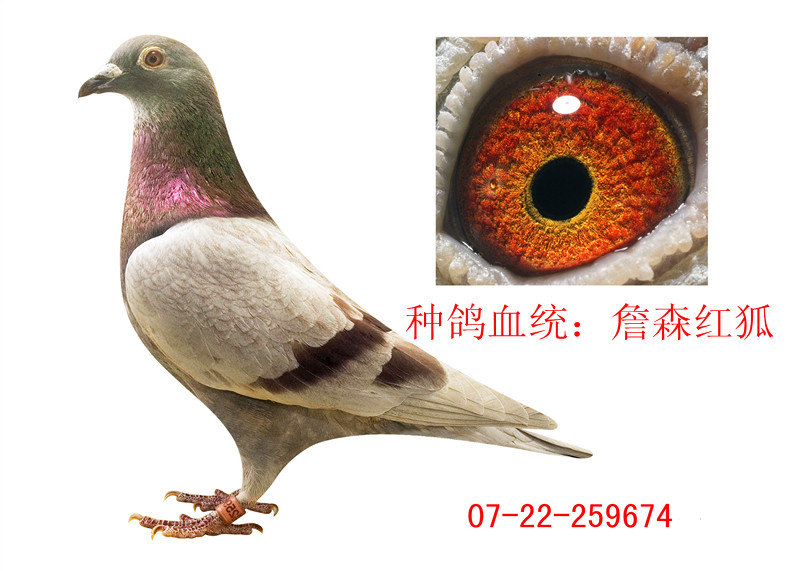 >> 查看拍卖商品