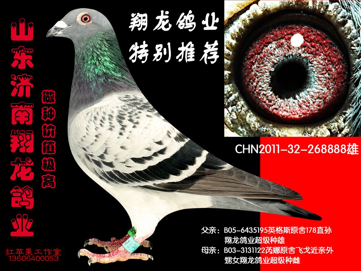 信鸽在线拍卖平台 - 中国信鸽信息网