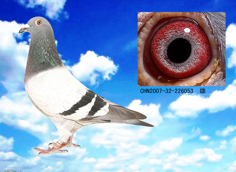 信鸽在线拍卖平台 - 中国信鸽信息网