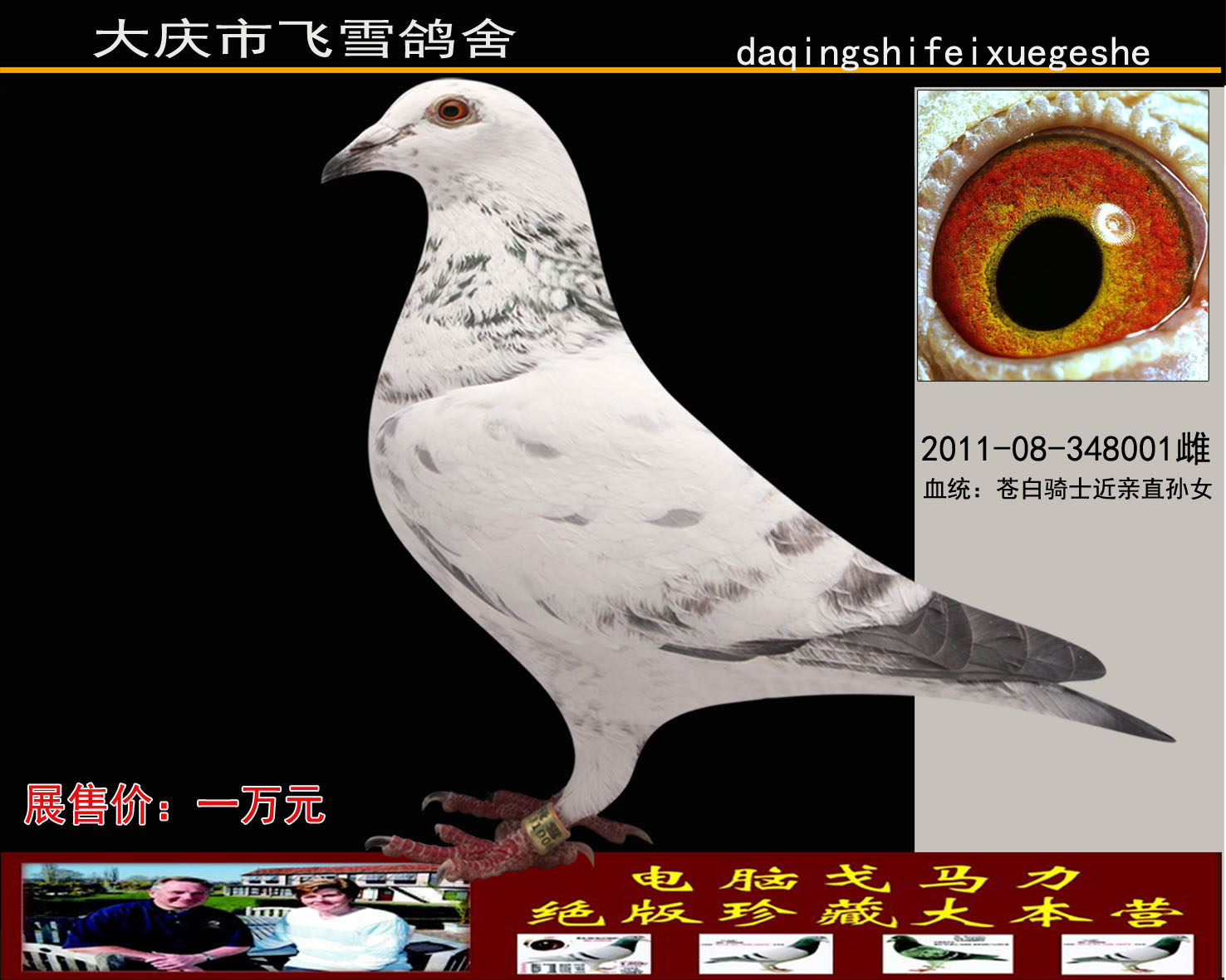 大庆飞雪鸽舍 - 中信网铭鸽展厅 www.ag188.com