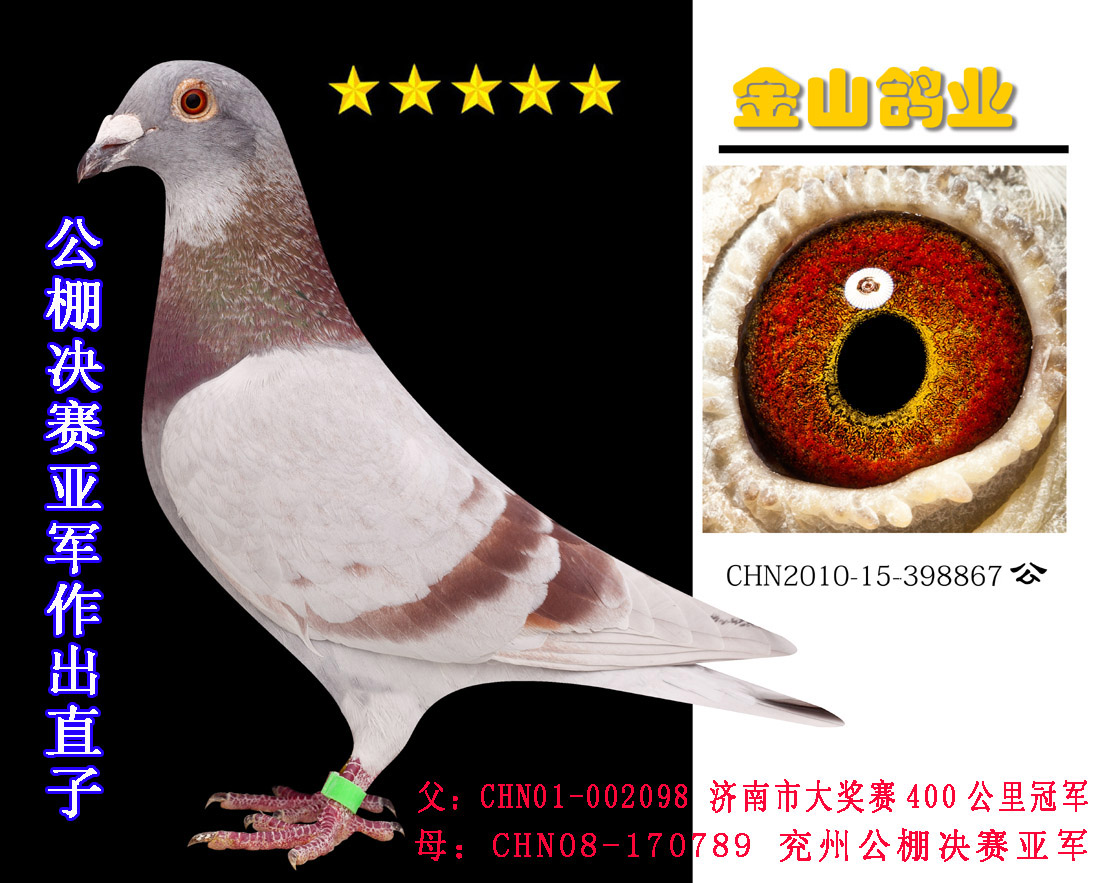 中国金山鸽业 - 中信网铭鸽展厅 www.ag188.com