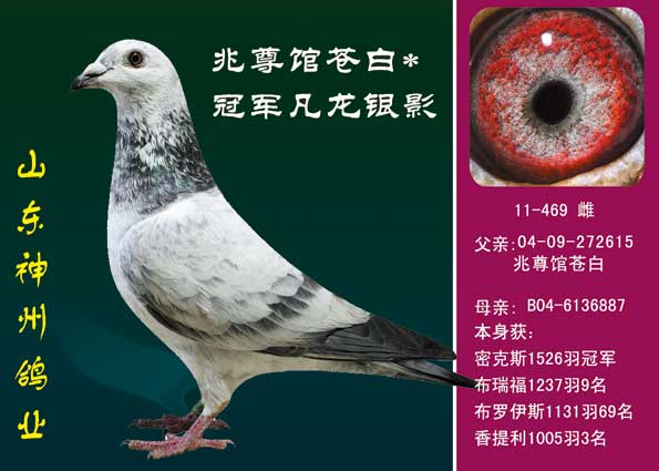 兆尊馆苍白*冠军凡龙银影 保证金级 拍卖