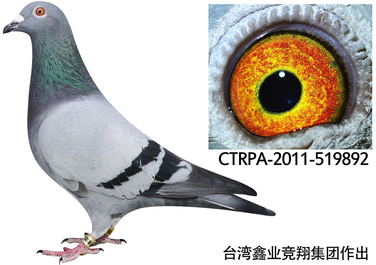 >> 查看拍卖商品