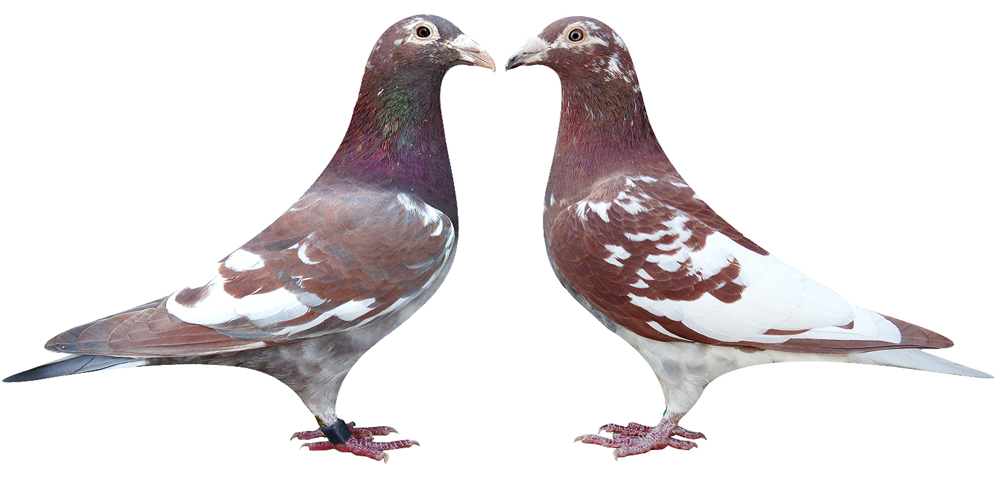 火凤凰(只售一对) 保证金级 拍卖